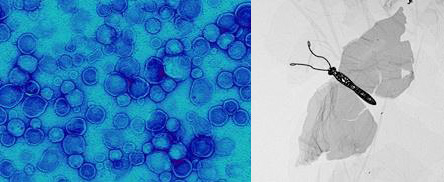 Nanomedicine Research Lines